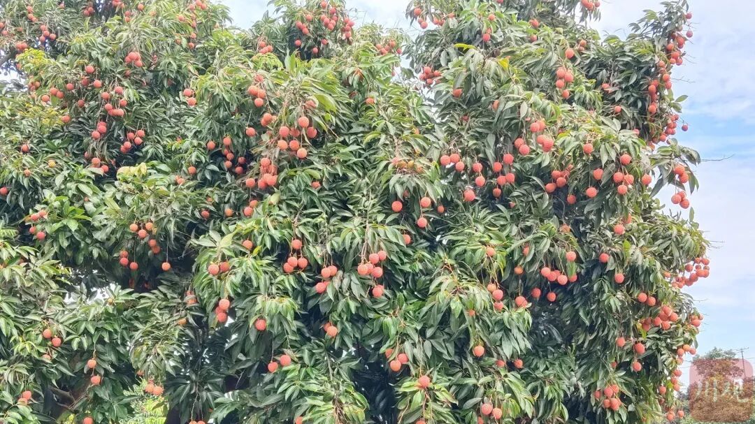 广东荔枝开启预售，部分品种每斤超130元，四川荔枝何时上市？