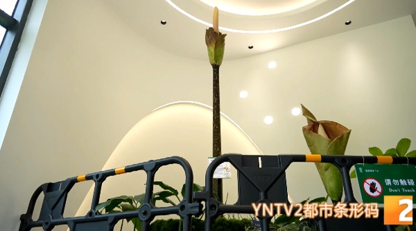你见过2.5米高的花吗？这株高魔芋国内首次绽放