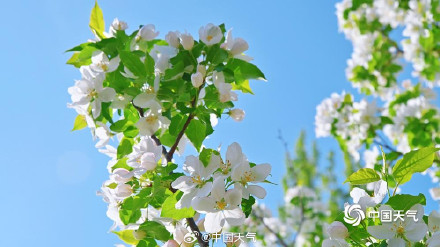 北京延庆海棠繁花满枝