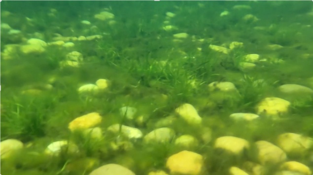 “无消毒水、跟鱼虾一起游泳、纯野生......” 深圳这泳池火了