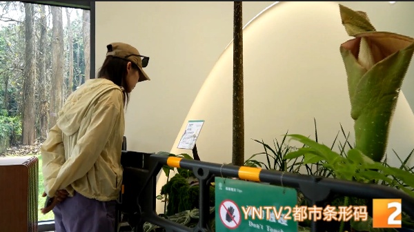 你见过2.5米高的花吗？这株高魔芋国内首次绽放