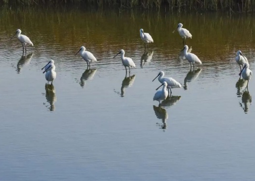 观鸟、赏花、追“蓝眼泪”……五一假期，来浙江解锁这些玩法！