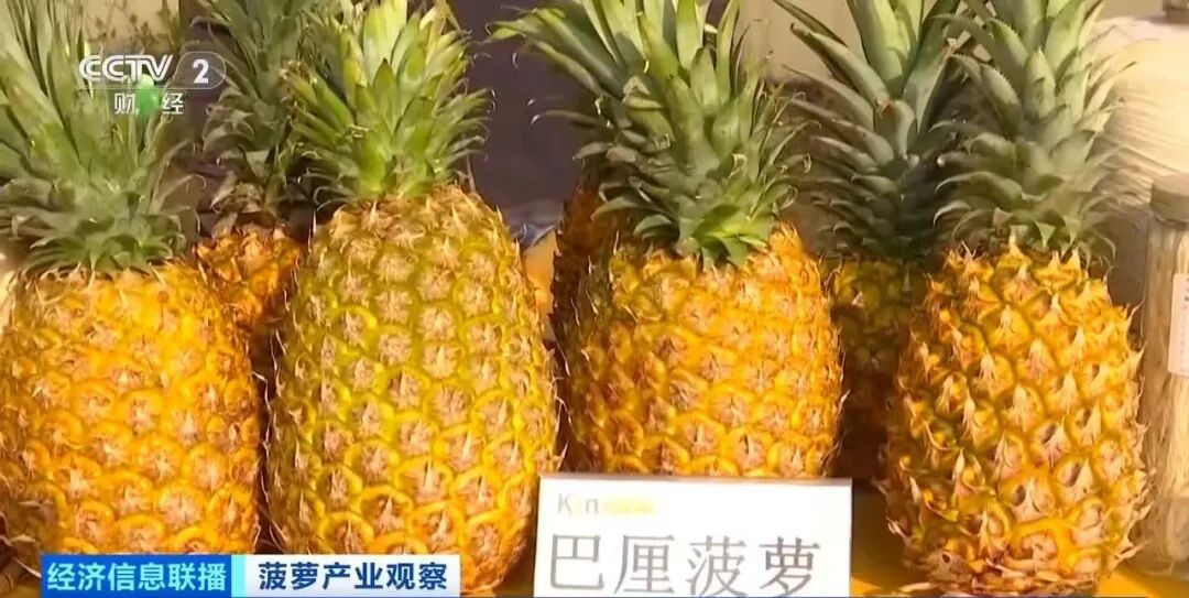 “菠萝的海”丰收了！记者在广东探访发现→