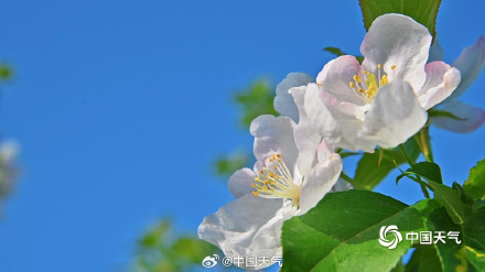 北京延庆海棠繁花满枝