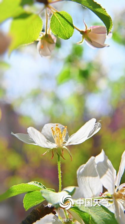 北京延庆海棠繁花满枝