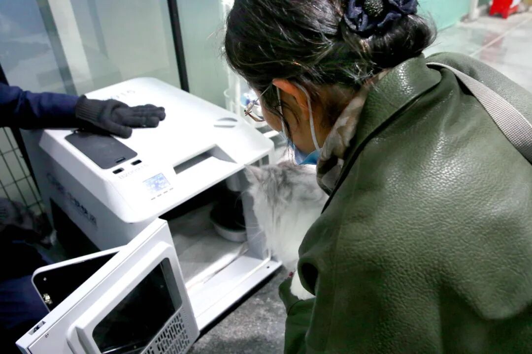 车厢里来了小猫咪！它们怎样“坐”高铁？