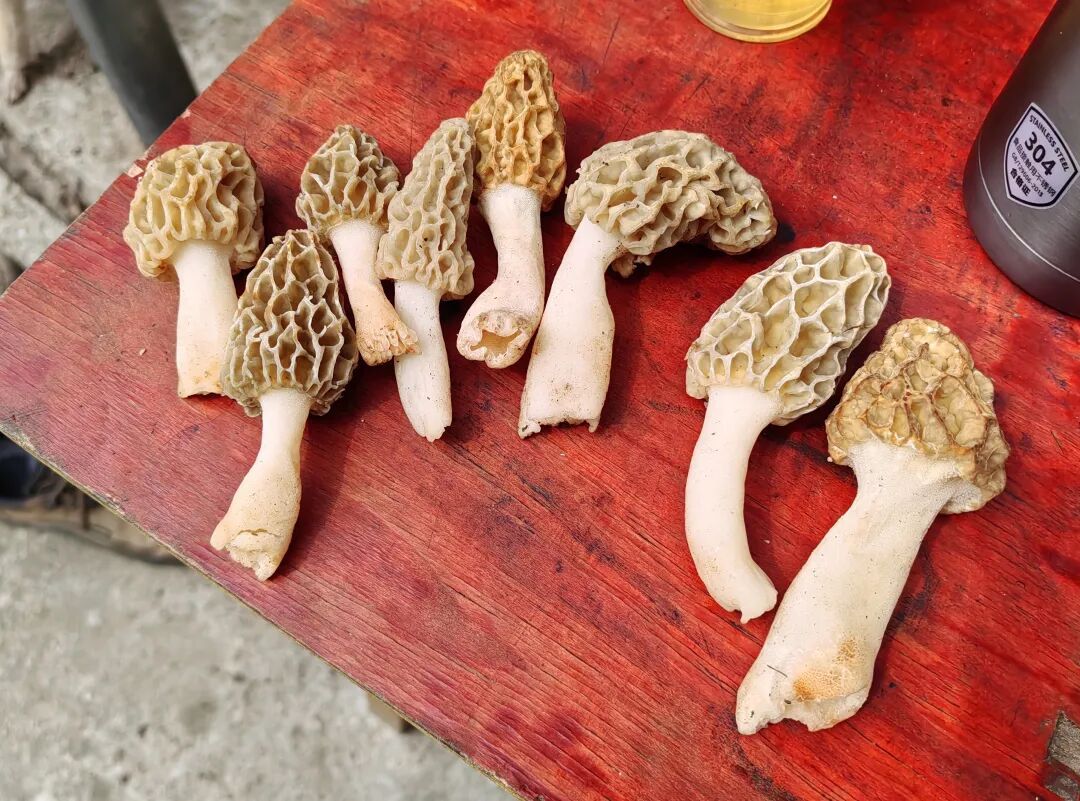 武汉雨后大量出现！极易混入剧毒品种，尚无特效药，专家发出严厉警示