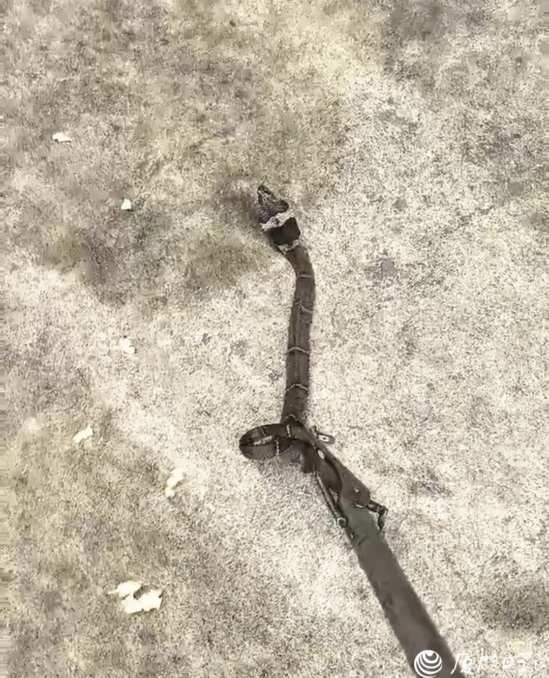 吓出冷汗！厦门男子出门前看到有个黑影“嗖”地钻进电动车！报警后拆了一个小时