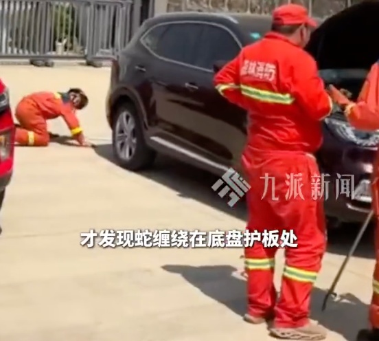 太惊悚! 小轿车内惊现巨型眼镜王蛇, 体长近3米, 6斤重! 蛇到处乱窜, 最终…