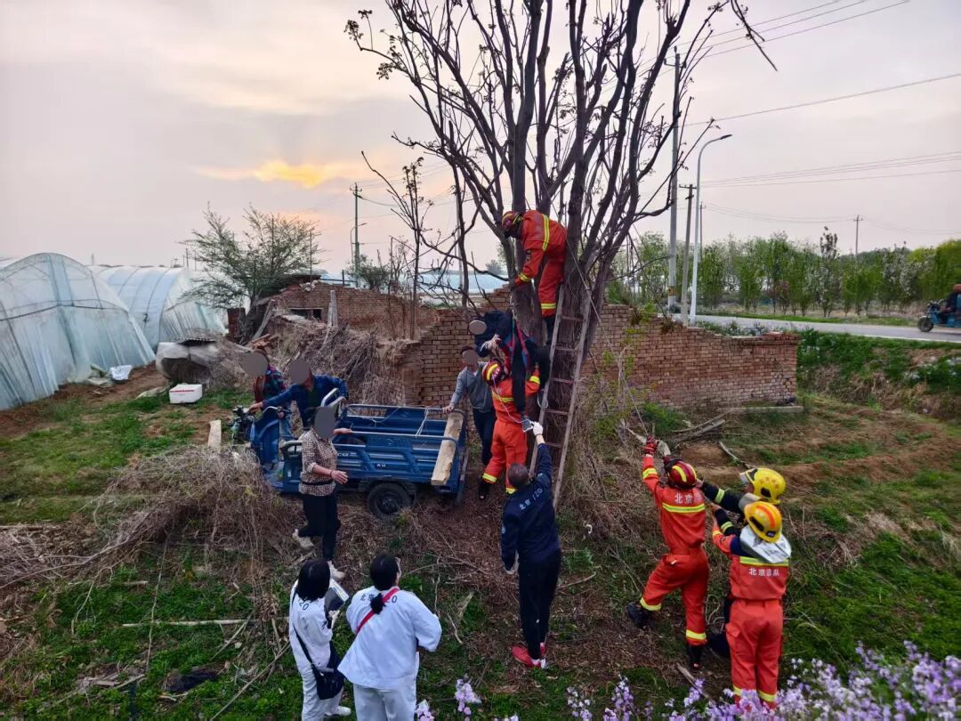 采摘需谨慎！顺义一男子被卡树上7小时&nbsp;顺义消防科学施救化险为夷