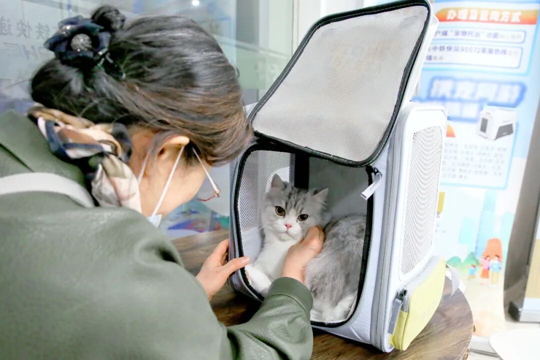 车厢里来了小猫咪！它们怎样“坐”高铁？