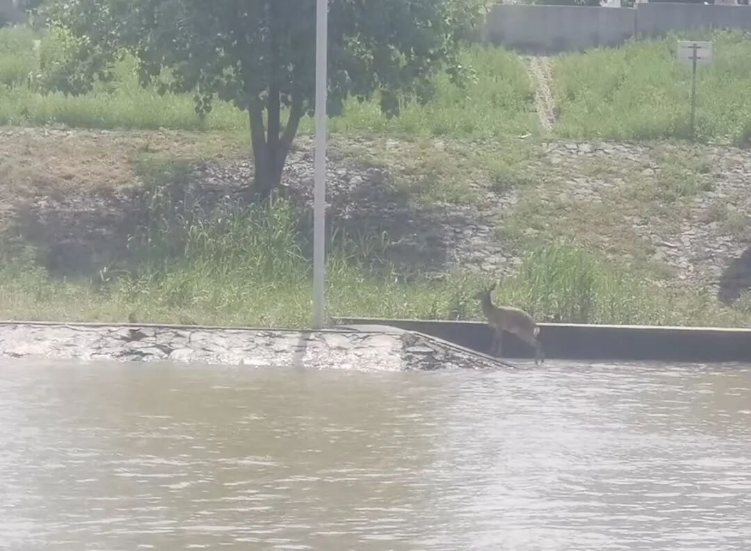 “獐子”横渡长江！