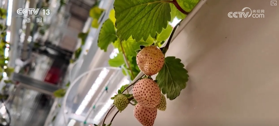 数据代替经验、算法指挥生长 “新农人”为未来农业探索新路