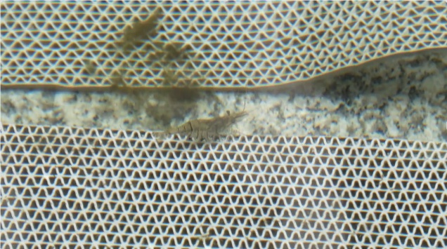 “无消毒水、跟鱼虾一起游泳、纯野生......” 深圳这泳池火了