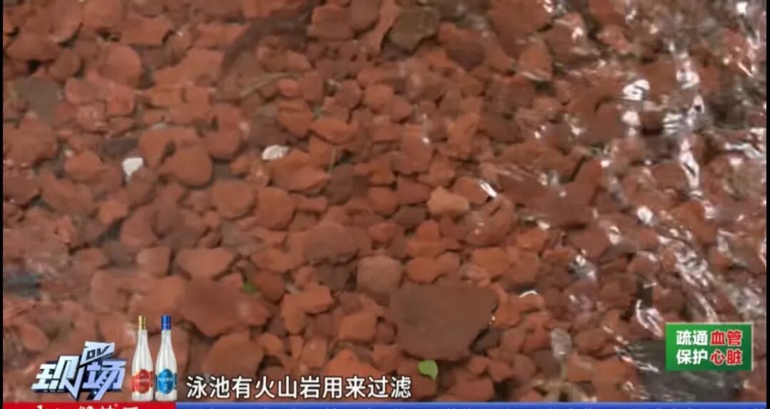 “无消毒水、跟鱼虾一起游泳、纯野生......” 深圳这泳池火了