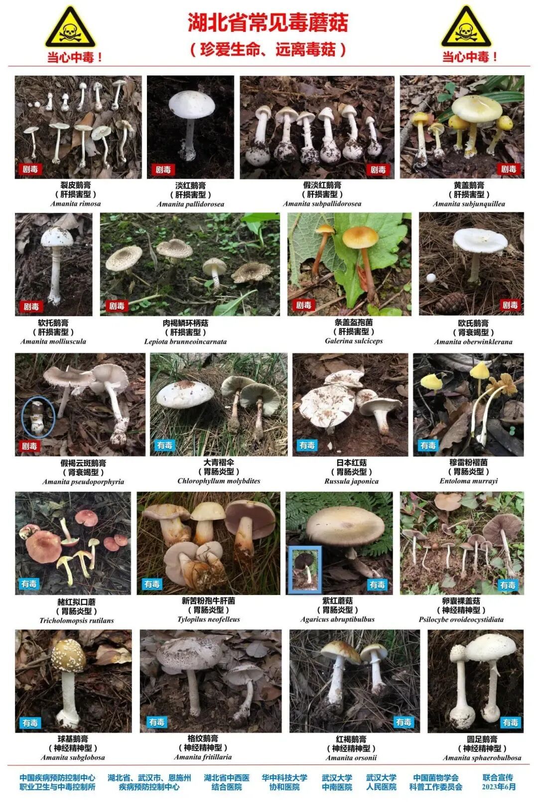 武汉雨后大量出现！极易混入剧毒品种，尚无特效药，专家发出严厉警示