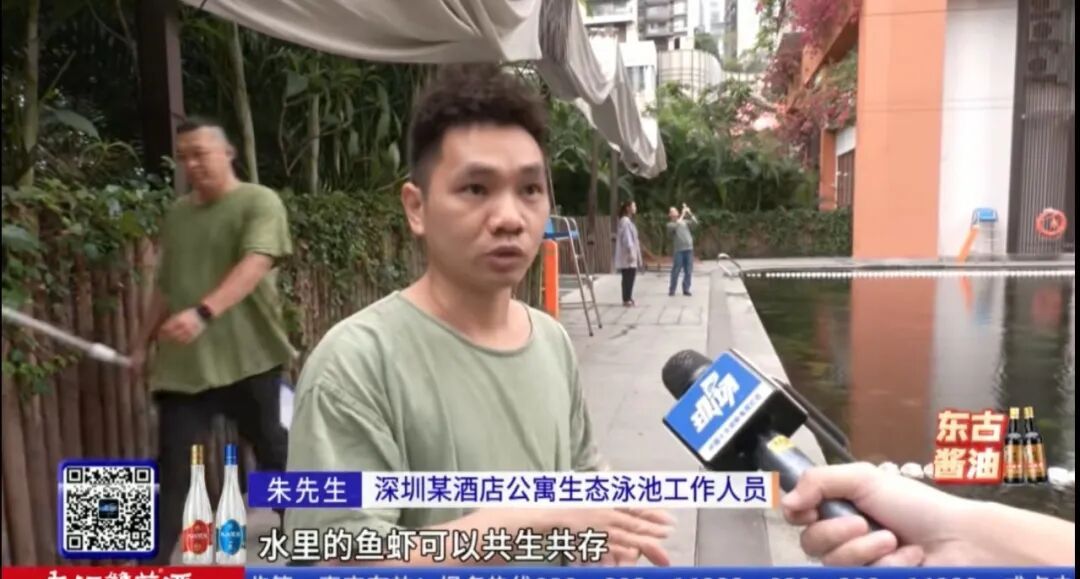 “无消毒水、跟鱼虾一起游泳、纯野生......” 深圳这泳池火了