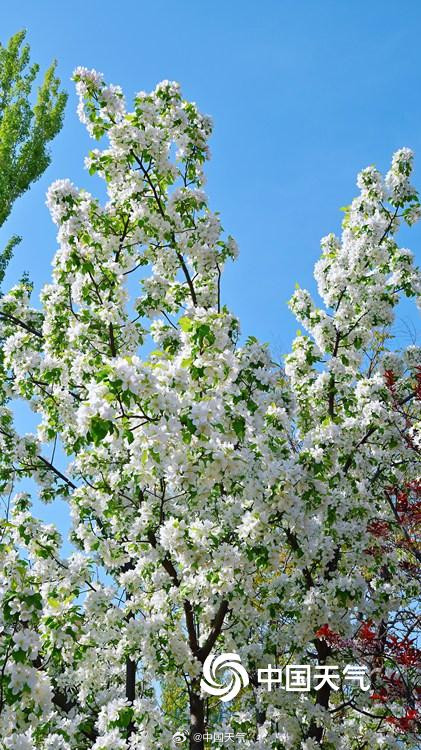 北京延庆海棠繁花满枝