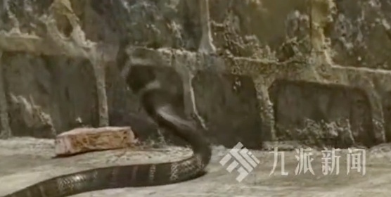 太惊悚! 小轿车内惊现巨型眼镜王蛇, 体长近3米, 6斤重! 蛇到处乱窜, 最终…