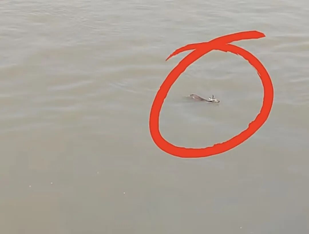 “獐子”横渡长江！