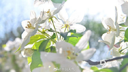 北京延庆海棠繁花满枝