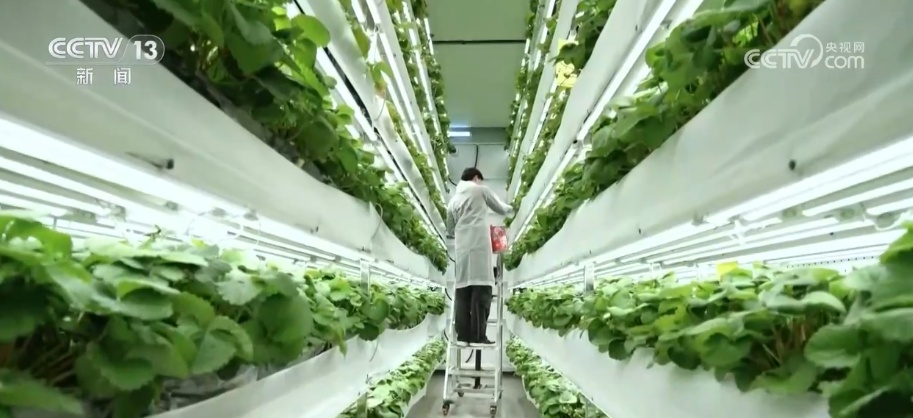 数据代替经验、算法指挥生长 “新农人”为未来农业探索新路