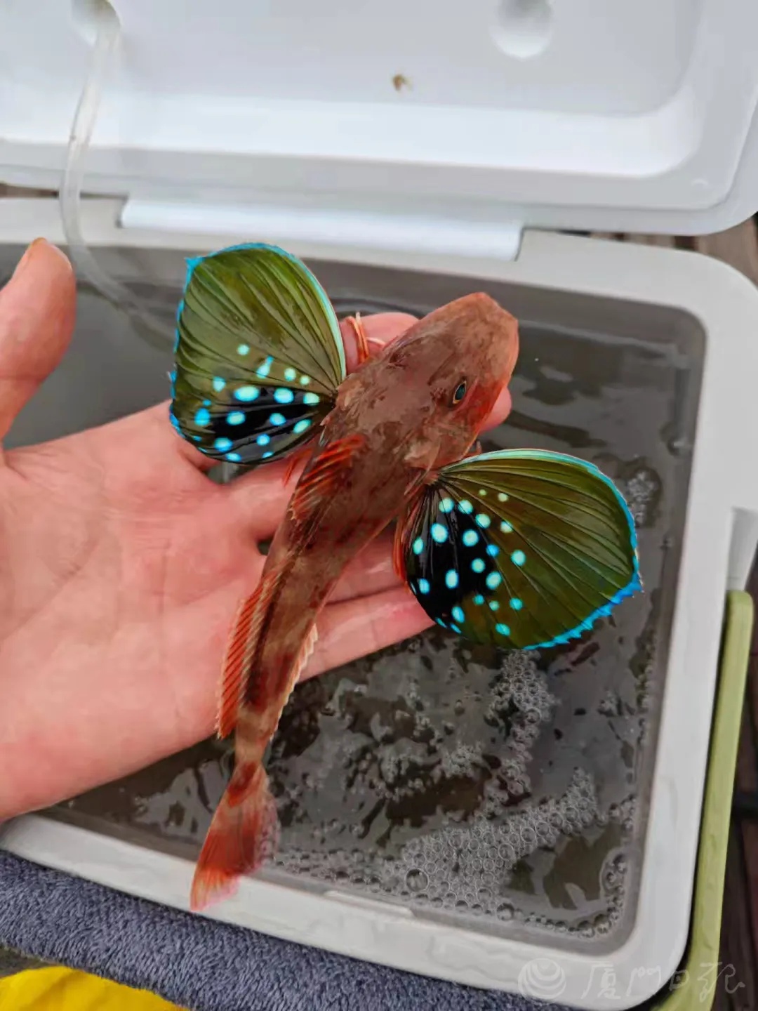 厦门男子意外钓获一条外形奇特的鱼，长着一对荧光蓝翅膀，胸鳍下方有6条整齐的“短腿