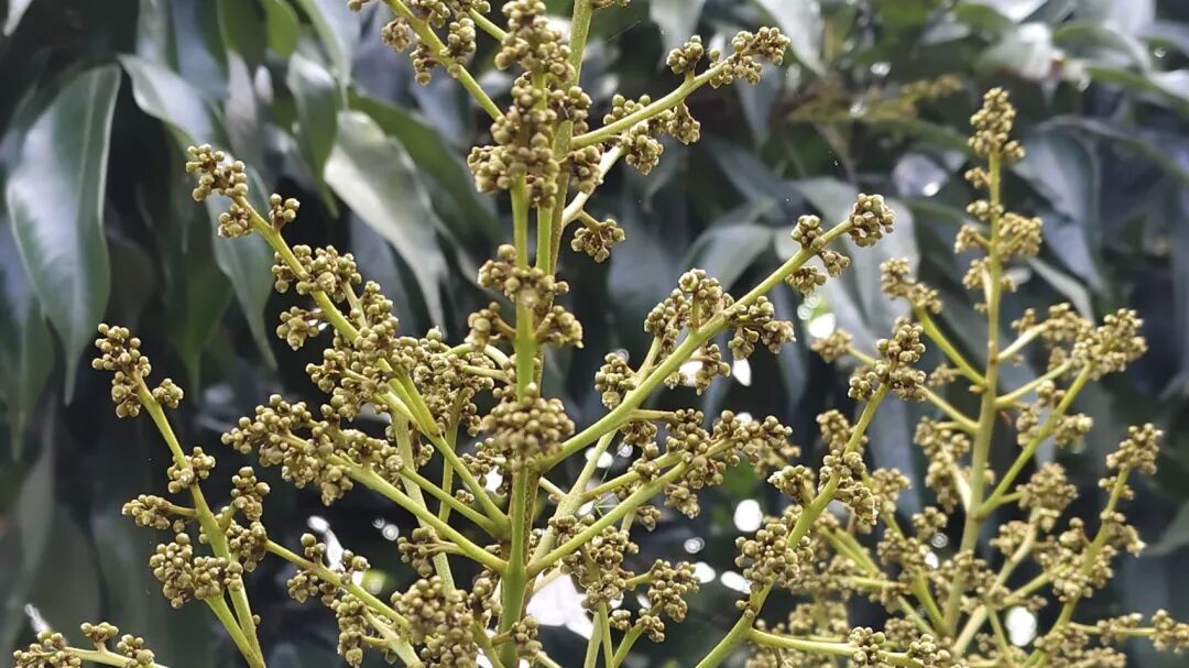 广东荔枝开启预售，部分品种每斤超130元，四川荔枝何时上市？