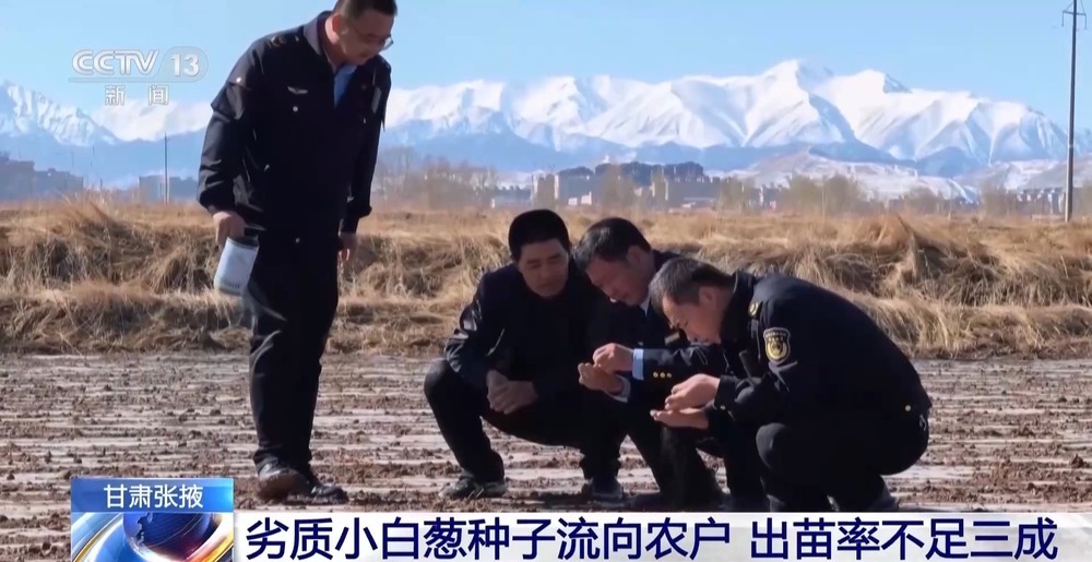 劣质种子出苗率不足三成 警方出手为农户挽损超850万元