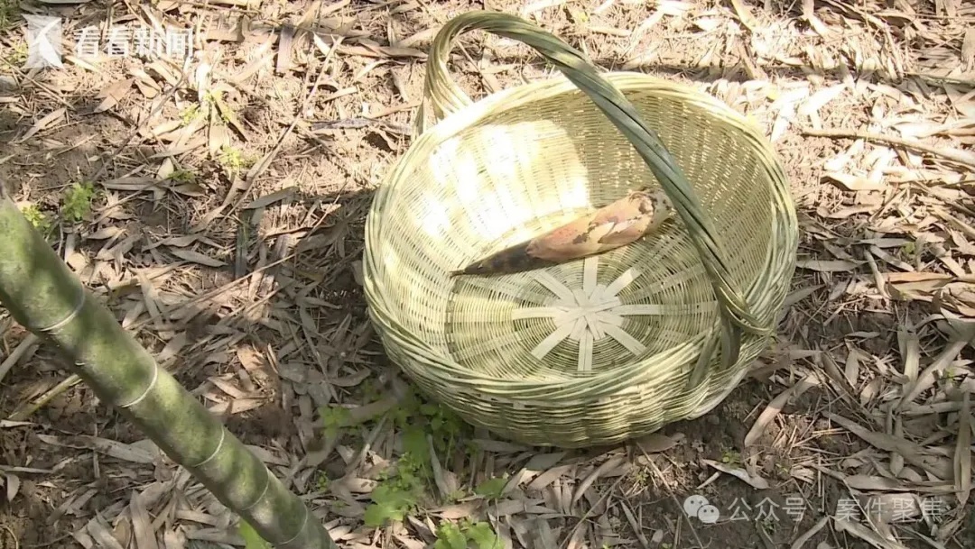 男子偷挖竹笋被绊倒致鼻部骨折，起诉景区索赔3.6万；法院这么判……