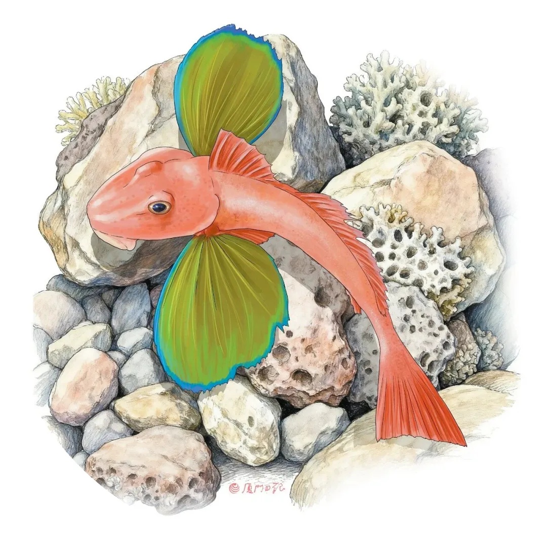 厦门男子意外钓获一条外形奇特的鱼，长着一对荧光蓝翅膀，胸鳍下方有6条整齐的“短腿