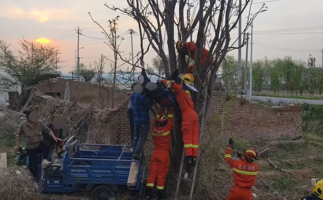 采摘需谨慎！顺义一男子被卡树上7小时&nbsp;顺义消防科学施救化险为夷