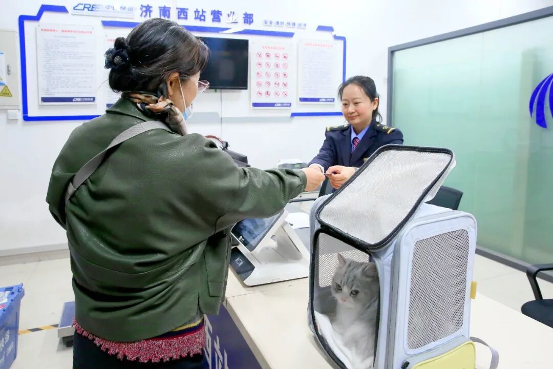 车厢里来了小猫咪！它们怎样“坐”高铁？