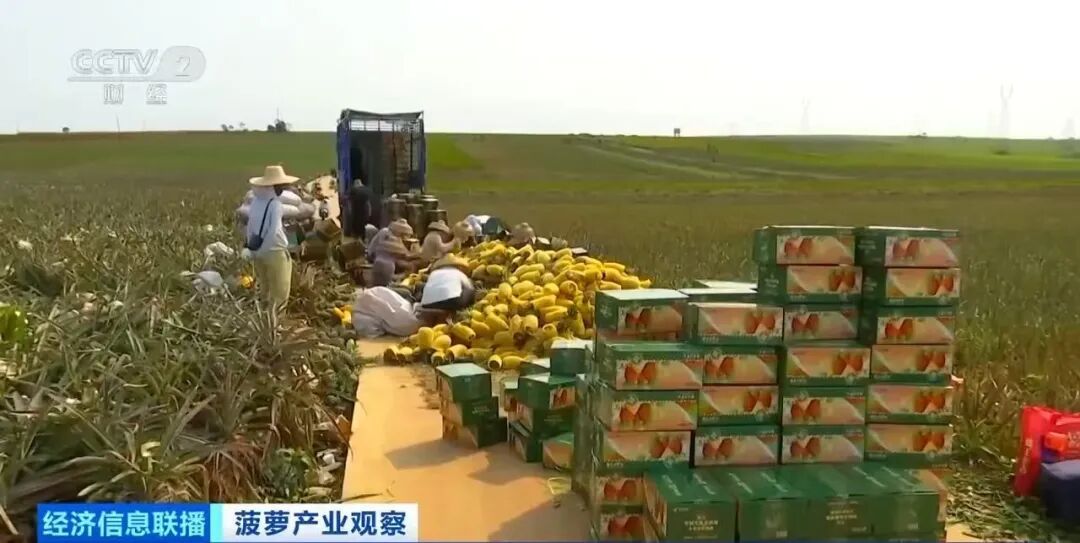“菠萝的海”丰收了！记者在广东探访发现→