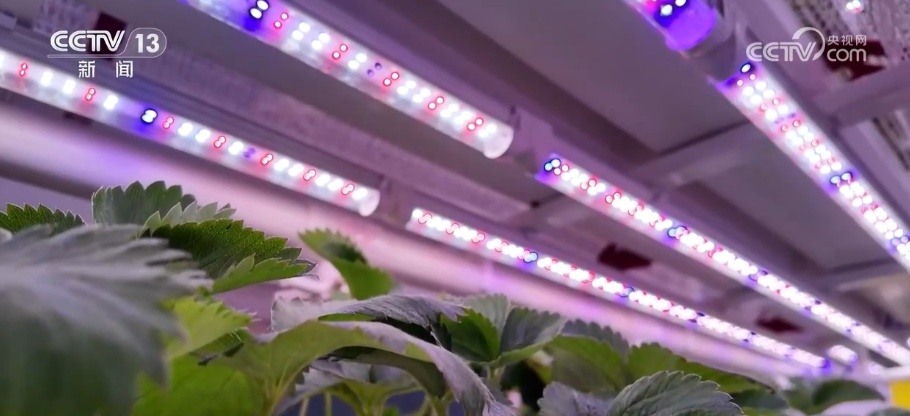 数据代替经验、算法指挥生长 “新农人”为未来农业探索新路