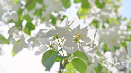 北京延庆海棠繁花满枝