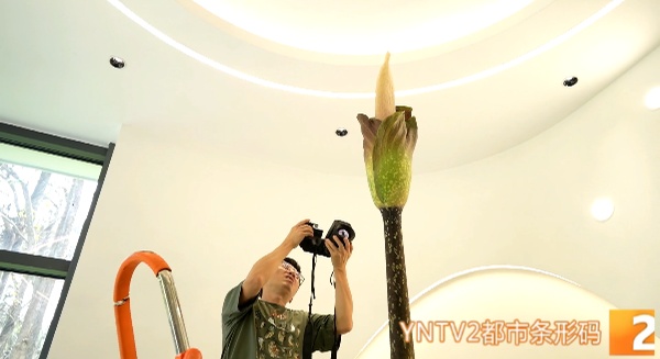 你见过2.5米高的花吗？这株高魔芋国内首次绽放