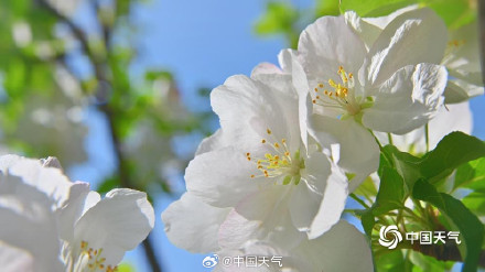 北京延庆海棠繁花满枝