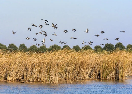 观鸟、赏花、追“蓝眼泪”……五一假期，来浙江解锁这些玩法！