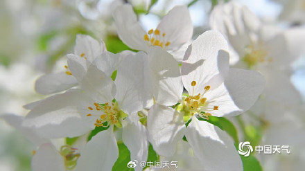 北京延庆海棠繁花满枝