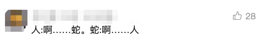 太惊悚! 小轿车内惊现巨型眼镜王蛇, 体长近3米, 6斤重! 蛇到处乱窜, 最终…