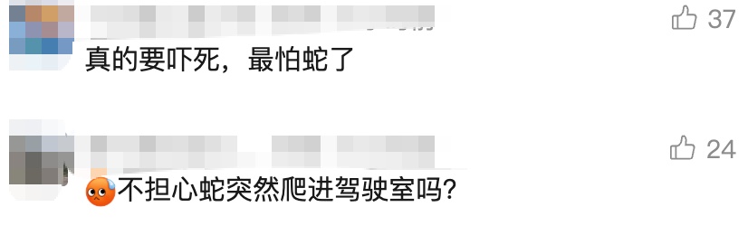 太惊悚! 小轿车内惊现巨型眼镜王蛇, 体长近3米, 6斤重! 蛇到处乱窜, 最终…