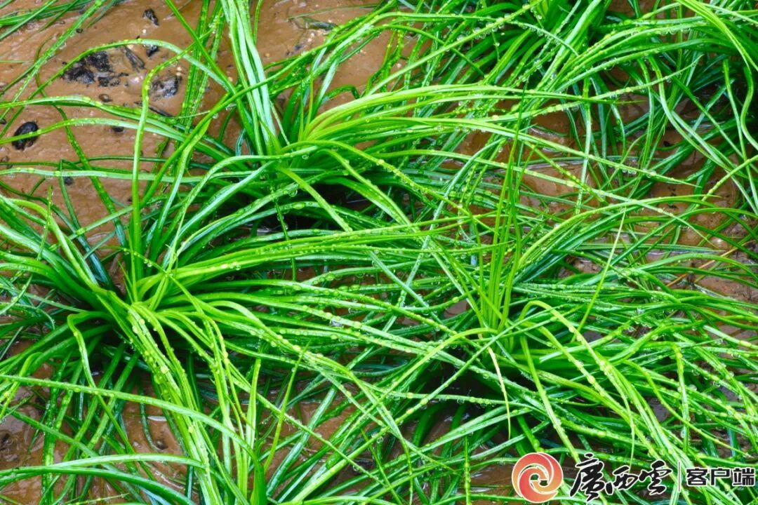 国内首张漓江流域1:50万植被群系分布图发布