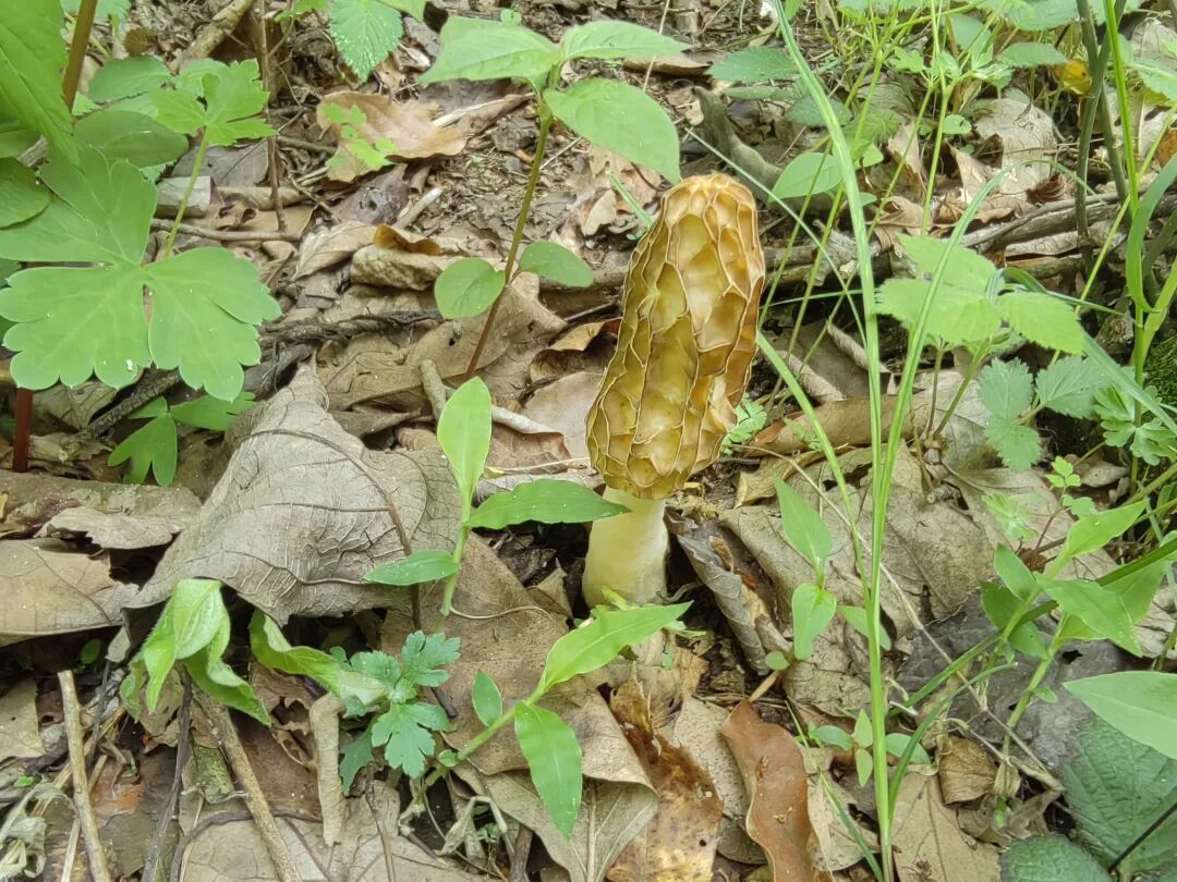 武汉雨后大量出现！极易混入剧毒品种，尚无特效药，专家发出严厉警示