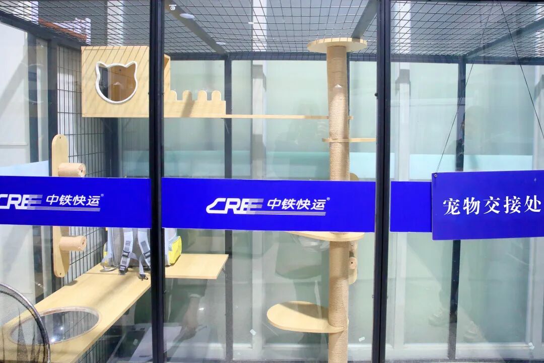 车厢里来了小猫咪！它们怎样“坐”高铁？