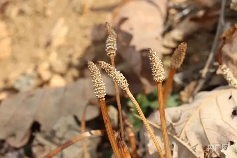 “爸爸，这座山下有黄金……”8岁男孩上山挖野菜发现金矿线索？后续来了→