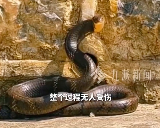 太惊悚! 小轿车内惊现巨型眼镜王蛇, 体长近3米, 6斤重! 蛇到处乱窜, 最终…