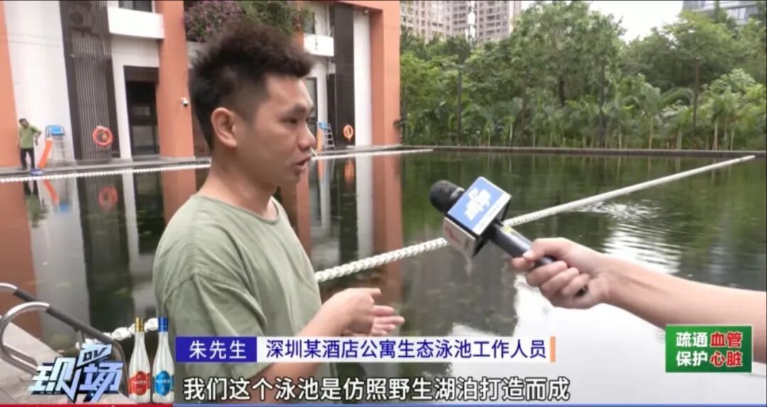 “无消毒水、跟鱼虾一起游泳、纯野生......” 深圳这泳池火了