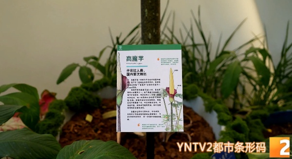 你见过2.5米高的花吗？这株高魔芋国内首次绽放