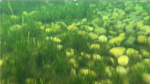 “无消毒水、跟鱼虾一起游泳、纯野生......” 深圳这泳池火了